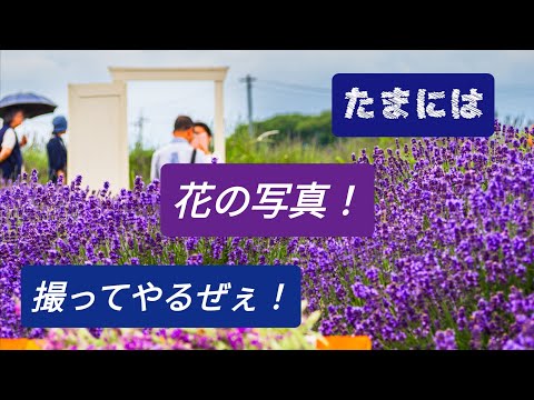 街中スナップに飽きた君へ！花の写真を撮れよな！きっと出会いがあるさ！きっと、きっと、、、