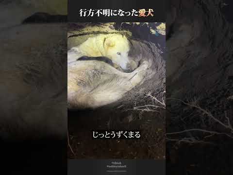 飼い犬が行方不明となった理由