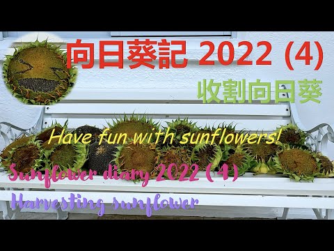 收割向日葵 - 🌻  變成 Emoji 公仔 - Harvest sunflowers – Making Emoji faces with sunflowers {種花篇 HK Gardening}