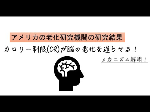 カロリー制限(CR)が脳の老化を遅らせるメカニズムが解明！