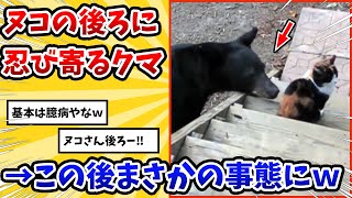 【2ch動物スレ】ネッコの背後にこっそり忍び寄るクマ→ネッコが気づいた結果www