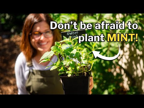 MINT GROWING GUIDE: Conquer the Challenges of Mint!