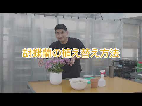 胡蝶蘭の植え替え方法