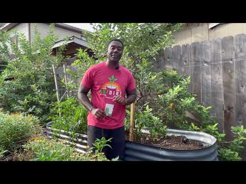 Top 10 Fall Veggies to Plant in an Urban Garden | Easy & Productive Fall Crops