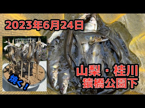 2023年 桂川 今週も猿橋公園下で鮎の友釣り。簡単鮎焼き器で焼く！！