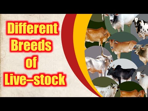 Different Breeds of Livestock || livestock production part 2 #livestock