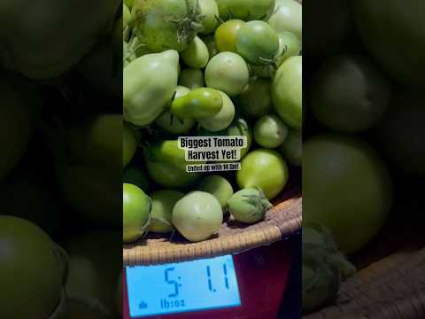 Today on the Homestead: Weighing Our Big Tomato Harvest | Colorado Mountain Gardening #shorts