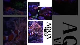 SALTWATER AQUARIUM 🪸🐠-AQUAVIBEZ 🌊 #saltwateraquarium #trending #shorts #youtubeshorts #ytshort #nemo