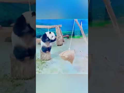 Panda. The giant panda fluttered into the air. 😂😂 ジャイアントパンダが飛び跳ねた。😂😂 大熊猫扑空了。😂😂