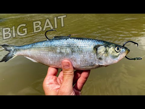 This Bait Got Nailed Within Minutes! Deep Water Drift Fishing on the Tennessee River