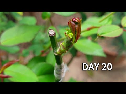 Grafting Plants | Rose grafting - Cleft Grafting | How to graft rose plant