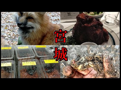 【旅動画】東北ゴリラ、今年三度目の宮城へ！冬間近の宮城を満喫しまくるぜよ！【白石、仙台】