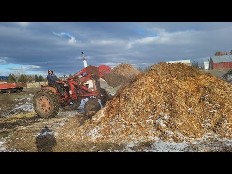 Using Our Farmall 504 Tractor to Cleanup Manure and Spread Woodchip Mulch