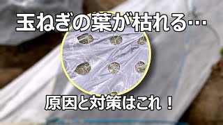 玉ねぎの葉が黄色く枯れる原因とは？乾燥対策をして元気を取り戻す方法