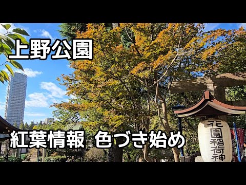 上野公園 色づき始め　見頃前で、部分的に紅葉が見られる状態   Ueno Park