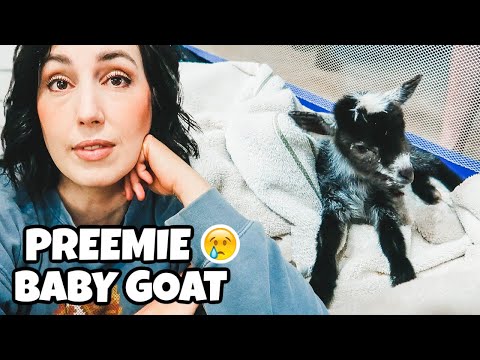 She was born 10 days early 😢 (baby goat birth)