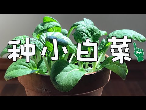 简单种小白菜🌱35天收获🌱每片叶都绿油油  |  上海青 青江菜 油菜 青菜 How to Grow Bok Choi