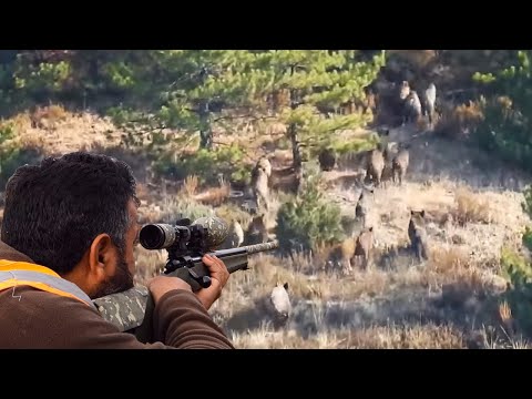 FULL ADVENTURE WILD BOAR HUNTING | MACERA DOLU DOMUZ AVI