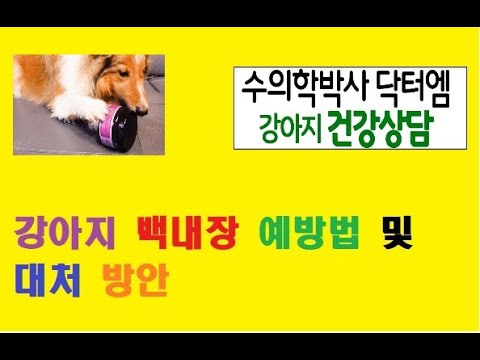 강아지 백내장 예방법 및 대처방안