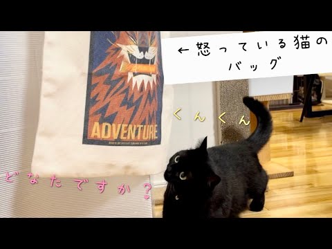 ねこの絵のバッグを見た黒猫の反応が意外で可愛かった