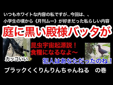 うちの庭に黒い殿様バッタ！昆虫宇宙起源説、虫の声を言語として脳が処理する日本人！ということは…