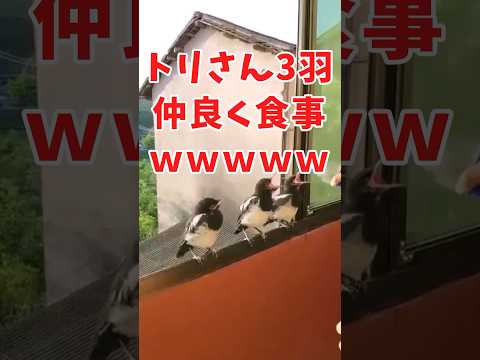 トリさんの面白かわいい動画見て癒されたら寝ろwww　#2ch動物スレ #動物 #鳥 #shorts #2ch