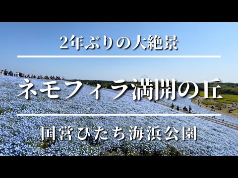 【ネモフィラ 満開】2年ぶりの大絶景　国営ひたち海浜公園