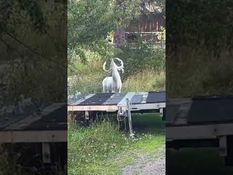 HUGE Albino Whitetail