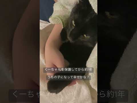 くーちゃんを保護してから1年が経ちました#ねこ動画 #保護猫 #黒猫#ねこのいる生活 #cat