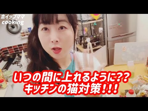 【キッチンの猫対策】いつの間に上れるように⁉️【プラダン自作の柵】