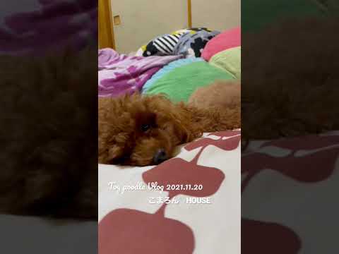 [Vlog] Toy Poodle Purin Vol.9 ~ It looks good if you tickle ~