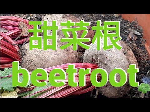 甜菜根 beetroot