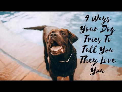 9 Ways Your Dog Tries To Tell You They Love You