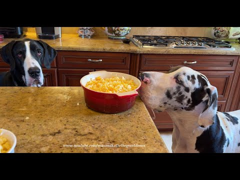 Polite Funny Great Danes Happily Sample New Mac & Cheese Recipe