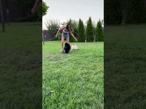 cute dogs playing with girl #puppy #cutedog #shorts #viral #ytshorts