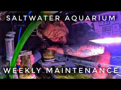 How to Maintain Your Saltwater Aquarium │New Reef Tank Is Coming