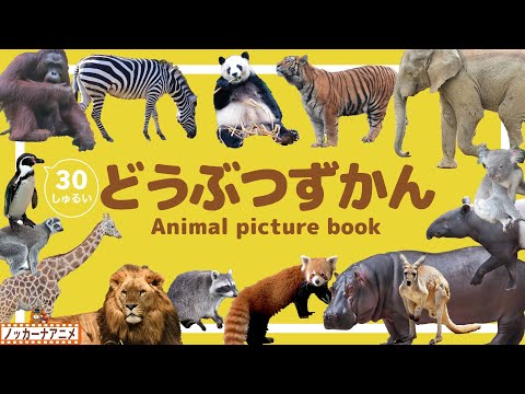 【動物図鑑】動物園の人気者がずらり30種類！知育アニメ【赤ちゃん・子供向け】Animal picture book for kids