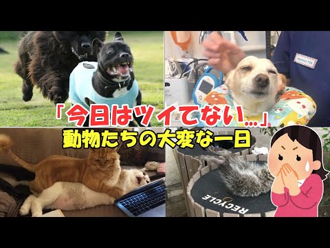 【海外　面白】動物たちの最悪な一日。よくぞ捉えた！爆笑必至のおもしろハプニング画像【ゆっくり2ch】