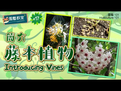 【園藝101】園藝教室#17 : 簡介藤本植物 【Horticulture 101】Horticulture Classroom#17: Introducing Vines