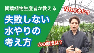 植物が枯れる原因の８割が水やり！失敗しない水やりの基本的な考え方