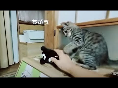 ぬいぐるみ の 猫を可愛がってみたら