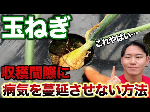 【今の時期、危険】今年の玉ねぎ栽培で収穫間際に病気にさせないためにする事