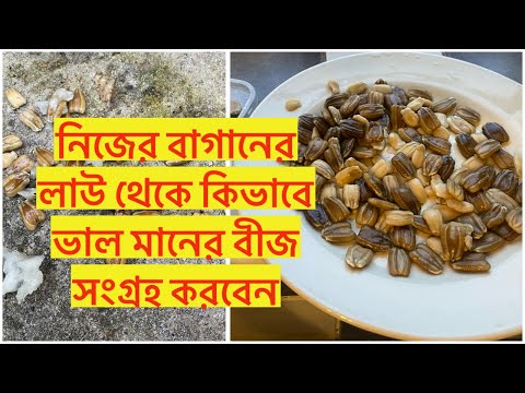 নিজের বাগানের লাউ থেকে কিভাবে ভাল মানের বীজ সংগ্রহ করবেন