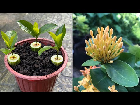 Using cucumber to stimulate Ixora coccinea flower roots