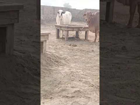 MashaAllah beautiful cows, cow farm, #mashallah #cow #beautiful #cowmandi #cowlover #viralshort