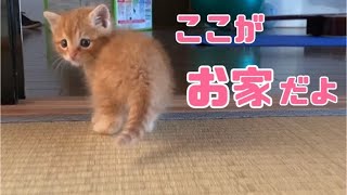 保護した翌日からの子猫。よちよち歩きまわる姿がかわいい