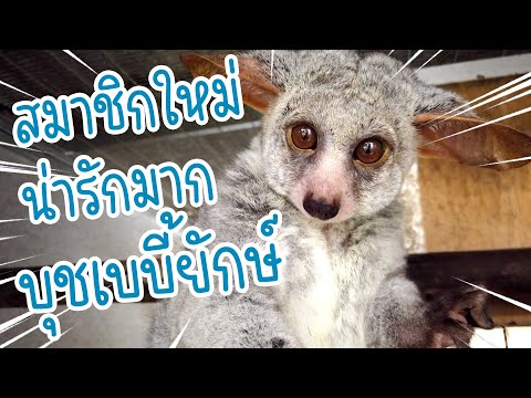 แนะนำสมาชิกใหม่ บุชเบบี้ยักษ์ (Greater Bushbaby) น่ารักมาก