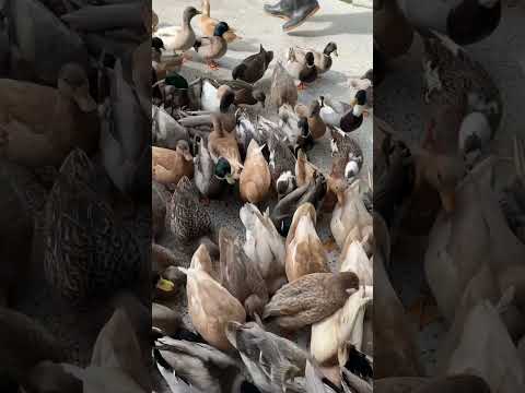 成群的ducks 🪿🪿🪿