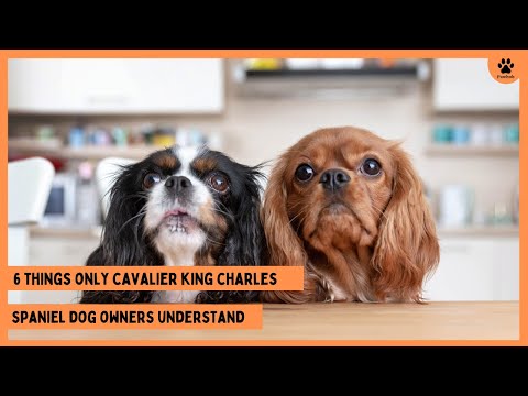 6 Things Only Cavalier King Charles Dog Owners Understand