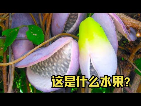 7种你没见过的水果，你见过这种水果吗？在日本居然卖到天价？